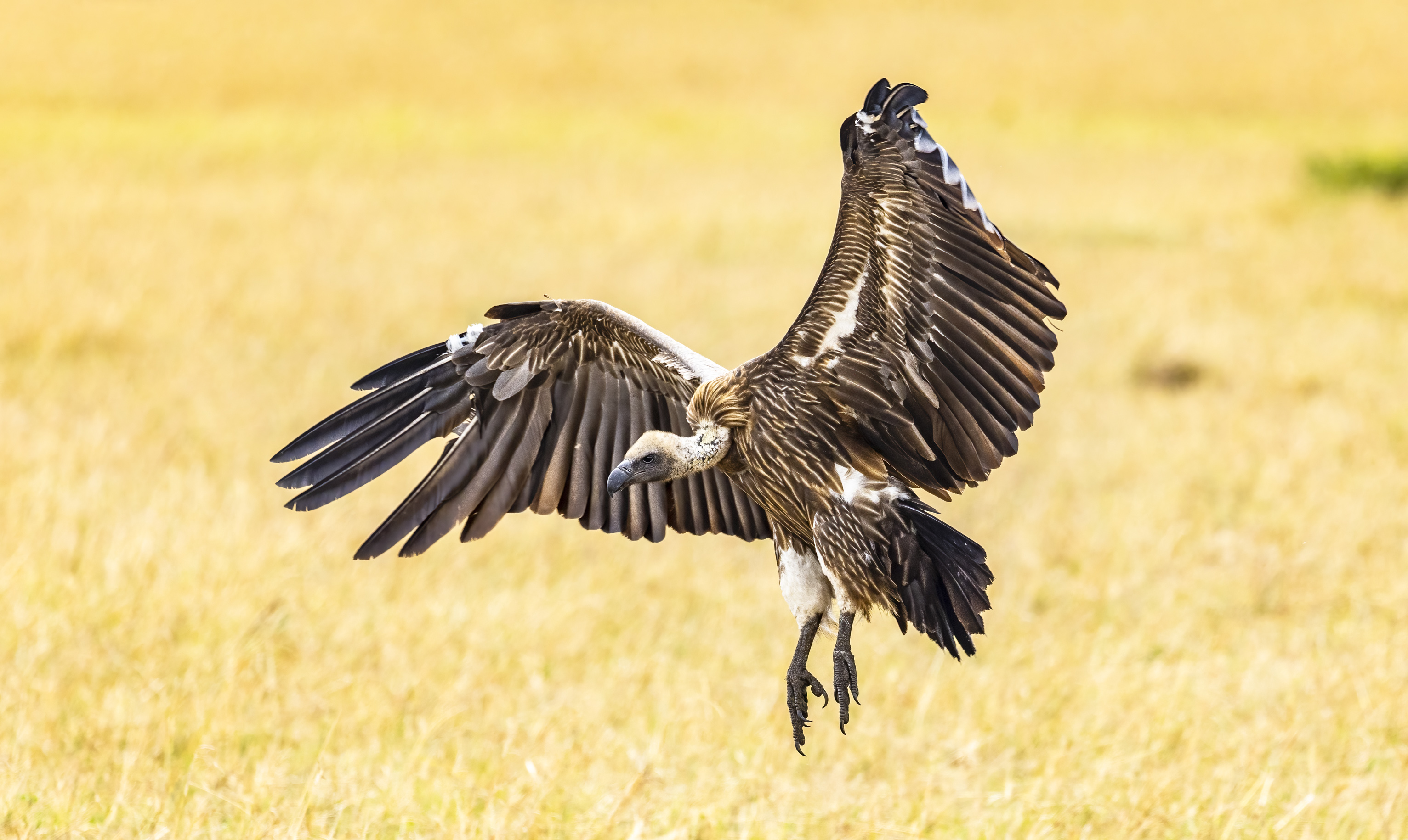 November 12, 2022-124109-2-Edit.jpg